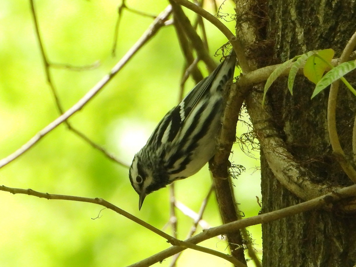 Black-and-white Warbler - ML618537034