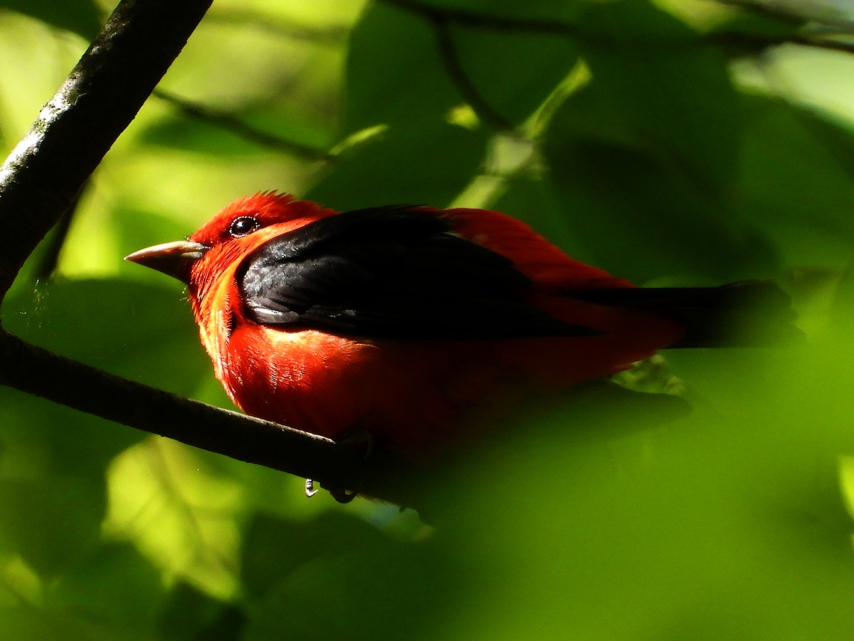 Scarlet Tanager - ML618537038
