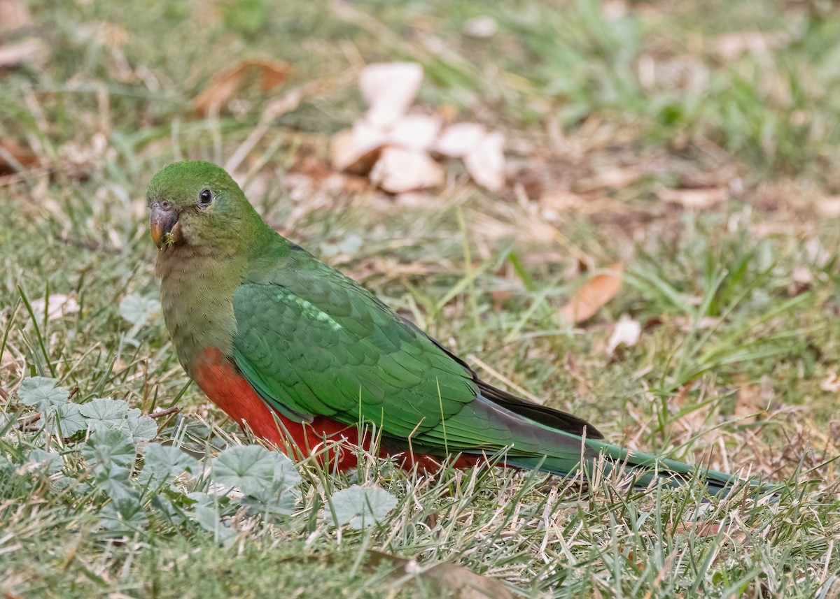 Australian King-Parrot - ML618537087