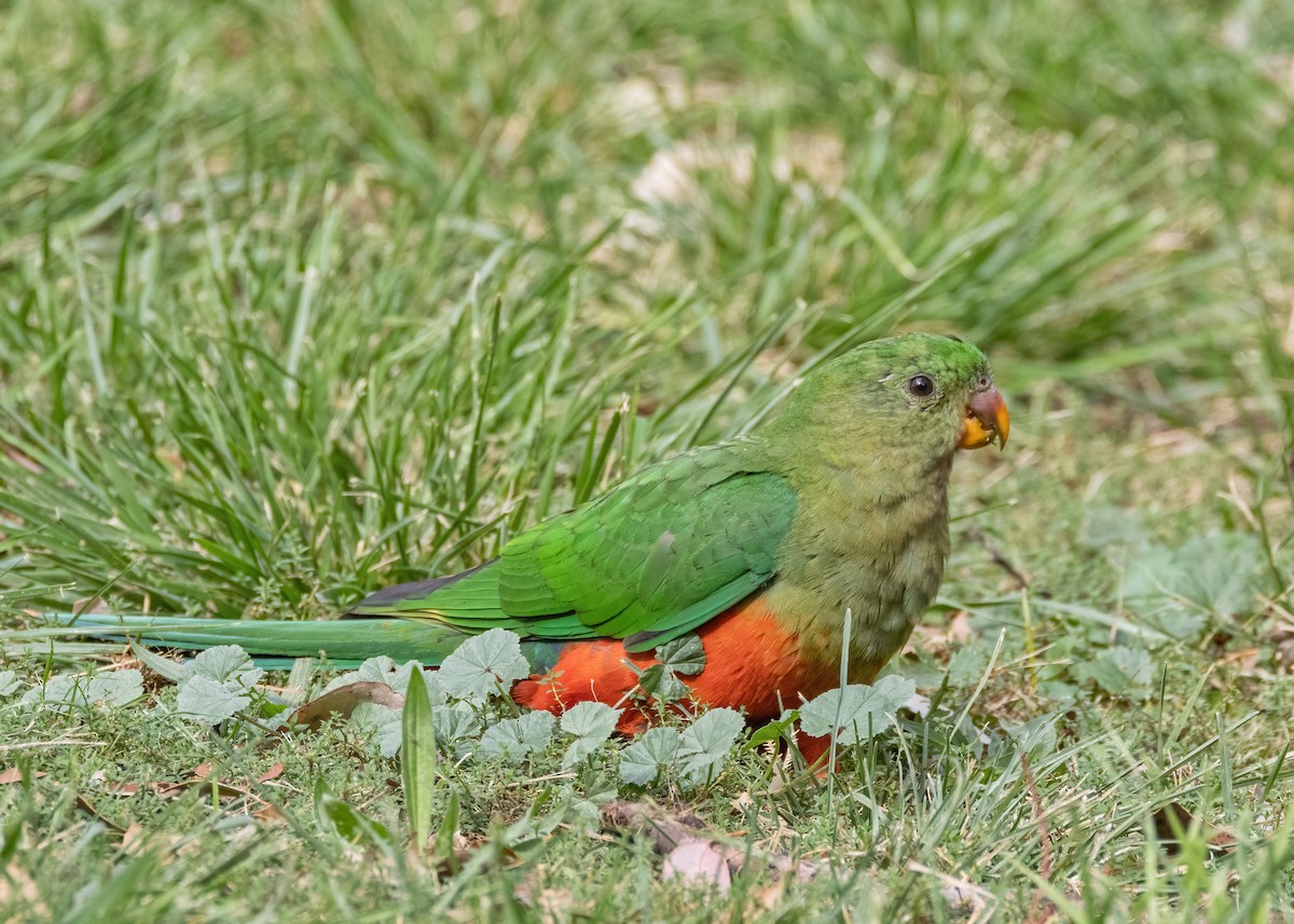 Australian King-Parrot - ML618537088