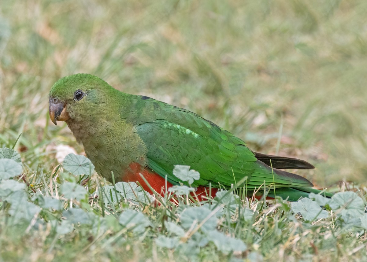 Australian King-Parrot - ML618537089