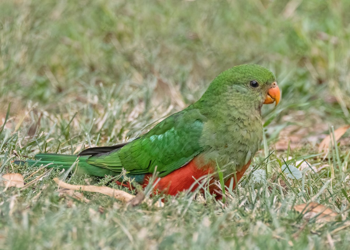Australian King-Parrot - ML618537090