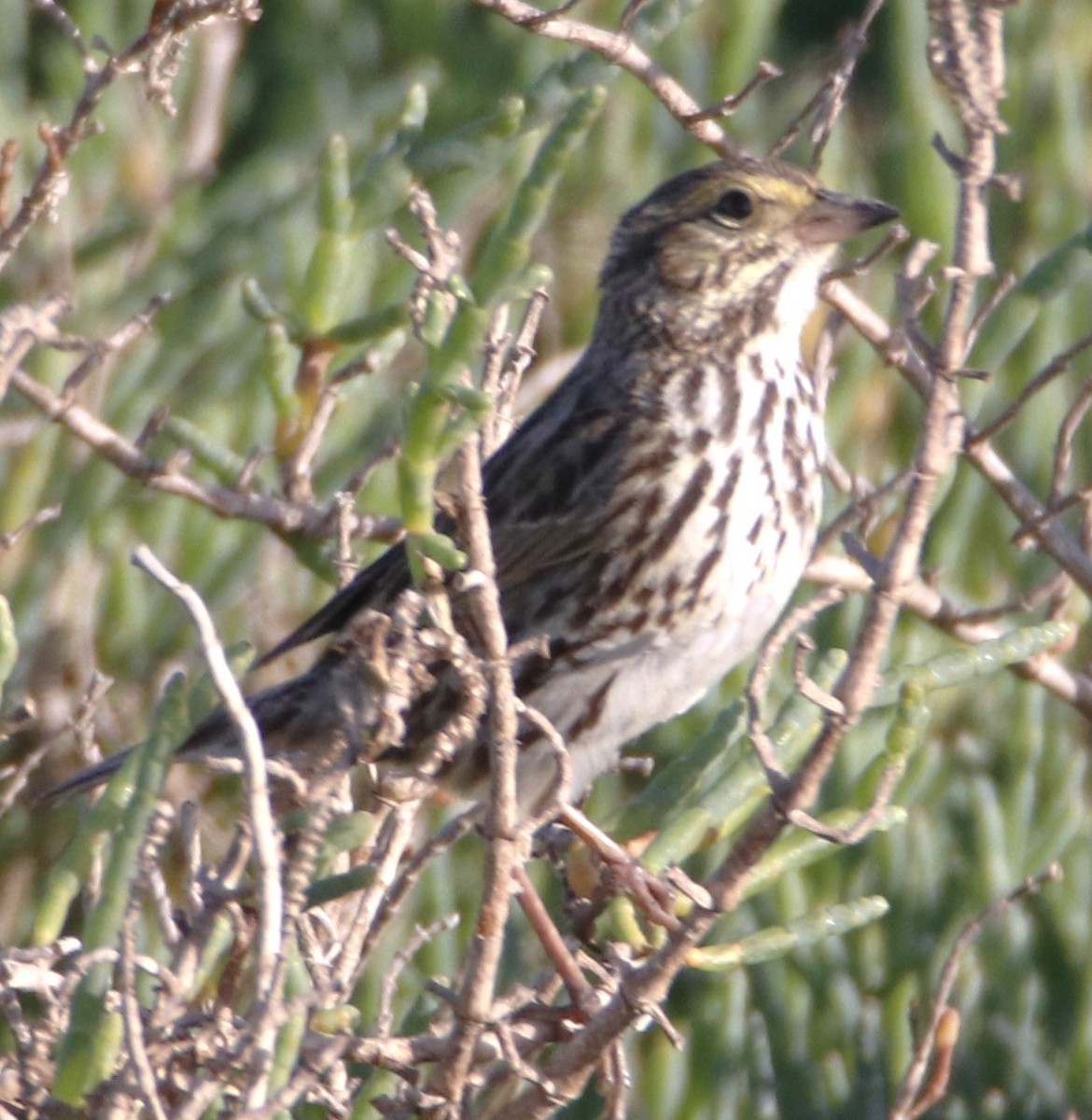 Savannah Sparrow - ML618537103