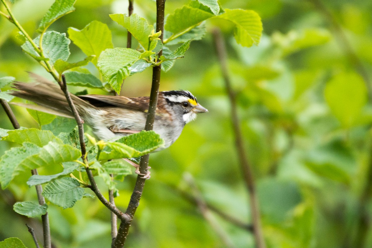 White-throated Sparrow - ML61853711