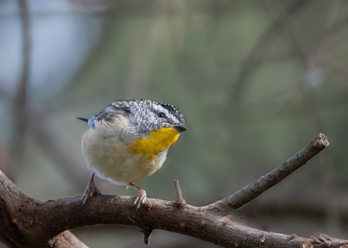 Spotted Pardalote - ML618537151