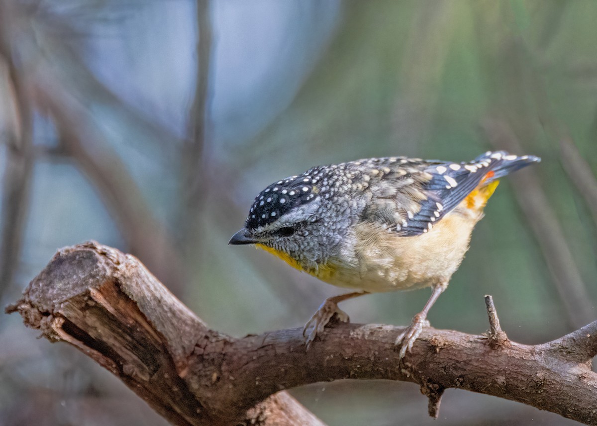 Spotted Pardalote - ML618537152