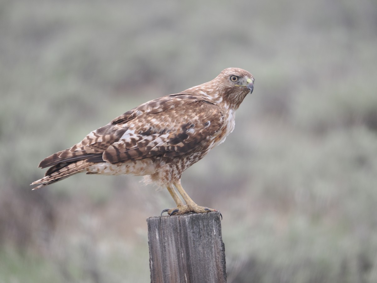 Red-tailed Hawk - ML618537164