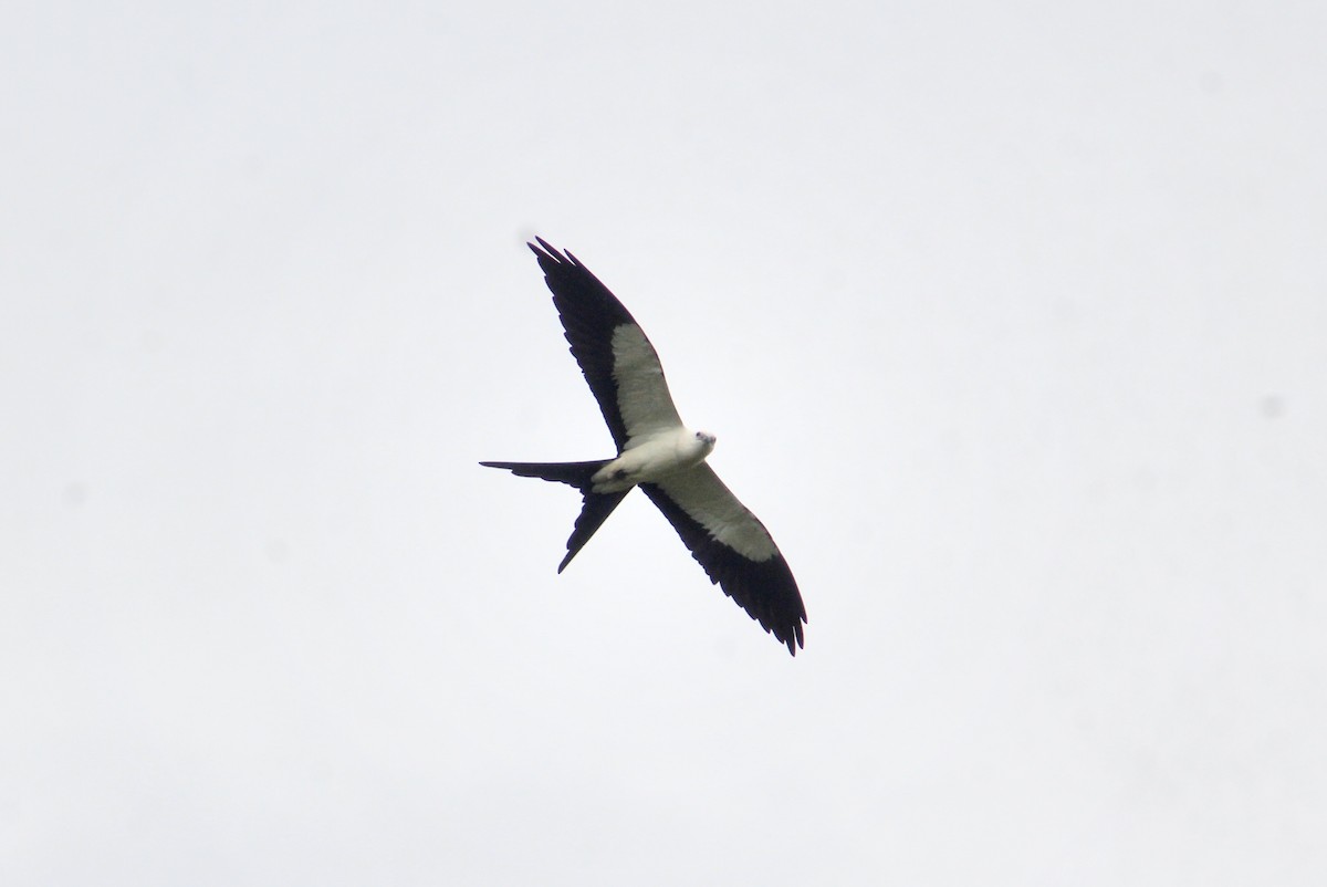 Swallow-tailed Kite - ML618537181