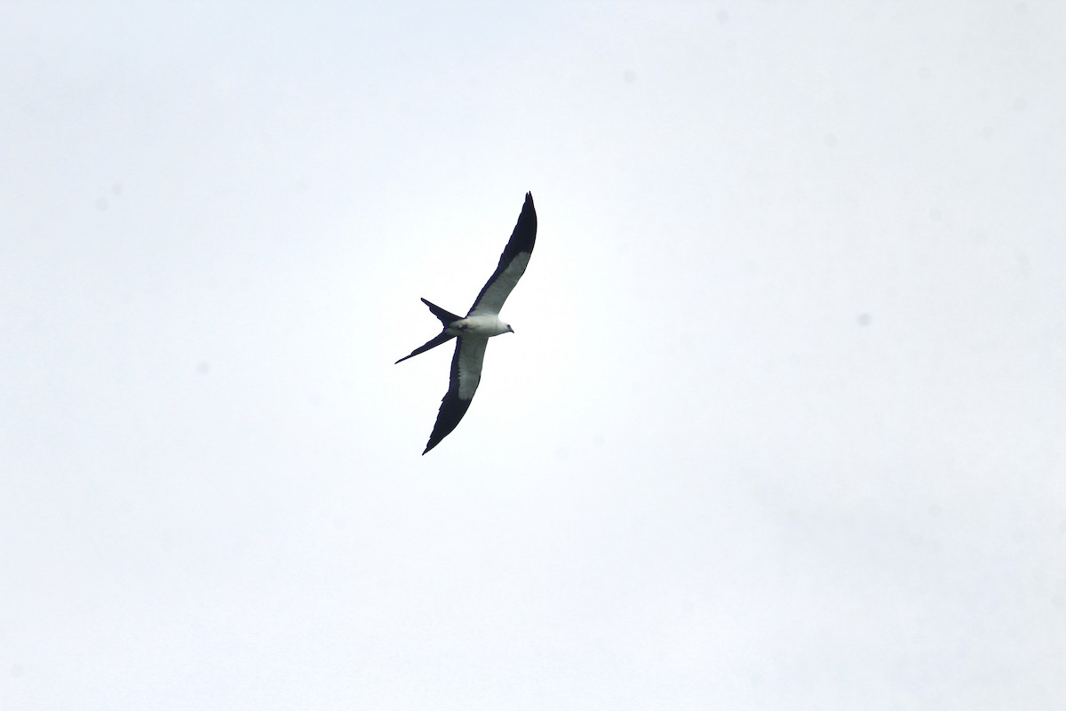 Swallow-tailed Kite - Julio César Loyo