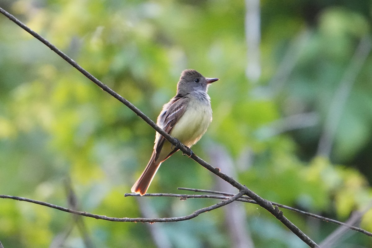 Great Crested Flycatcher - ML618537185
