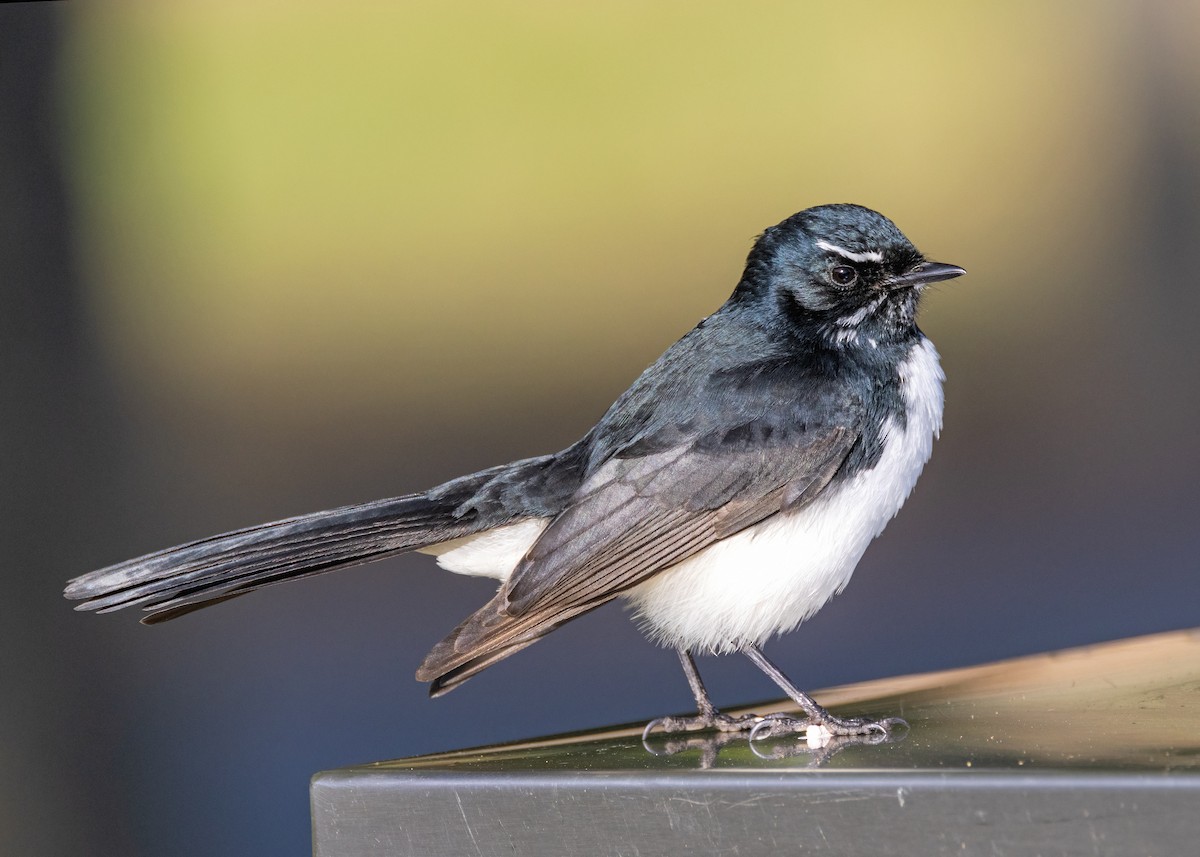 Willie-wagtail - ML618537187