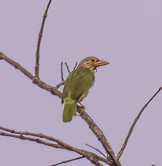 Lineated Barbet - ML618537193