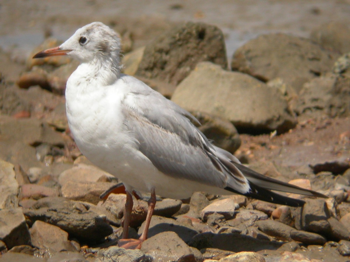 Mouette rieuse - ML61853721