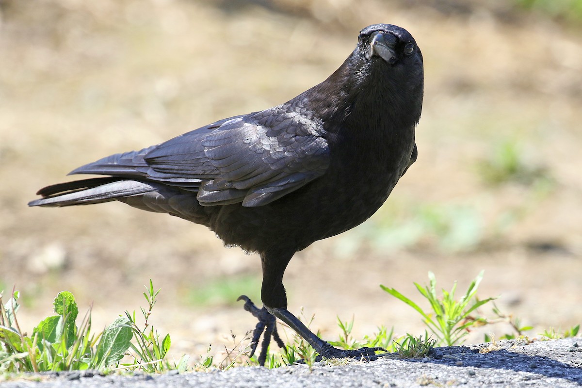 American Crow - ML618537232