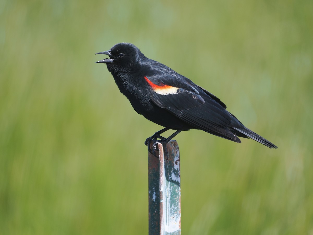 Red-winged Blackbird - ML618537263