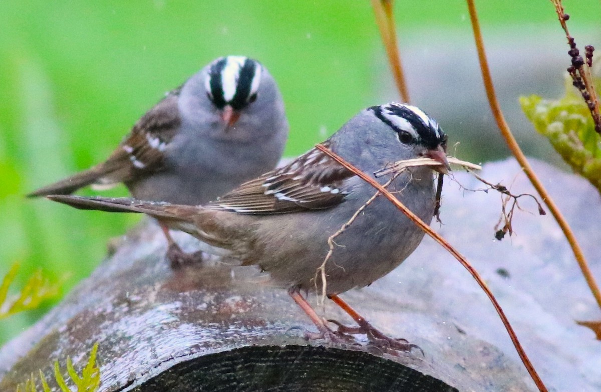 White-crowned Sparrow - ML618537268