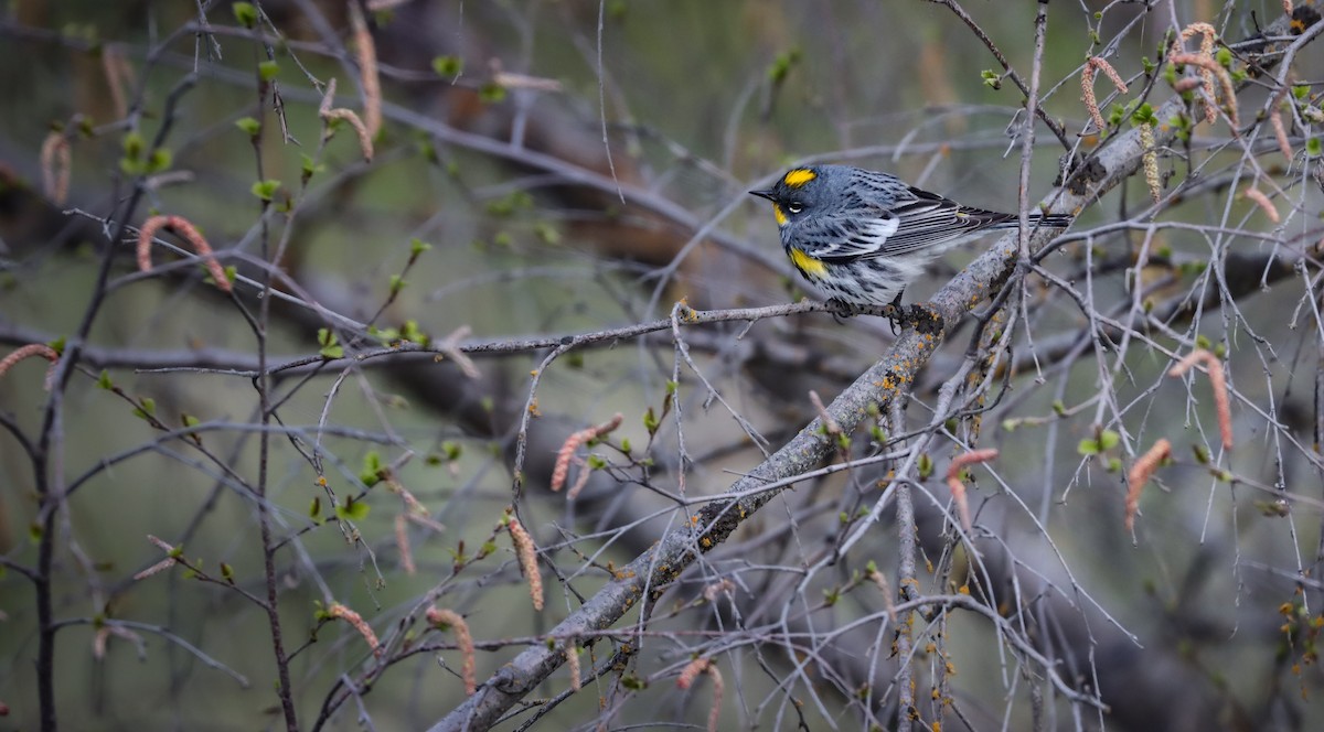 Yellow-rumped Warbler - Andrew Thomas 🦅🪶