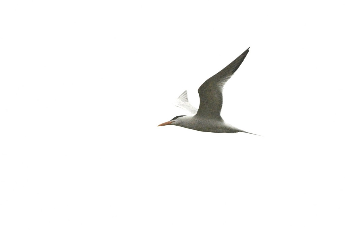 Royal Tern - ML618537289