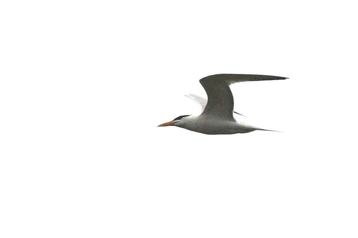 Royal Tern - ML618537291