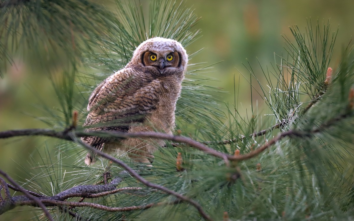 Great Horned Owl - ML618537316