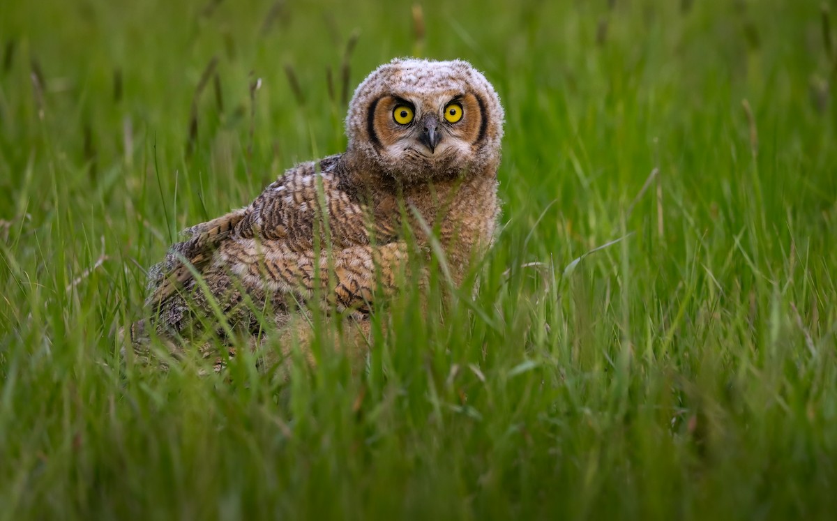 Great Horned Owl - ML618537319