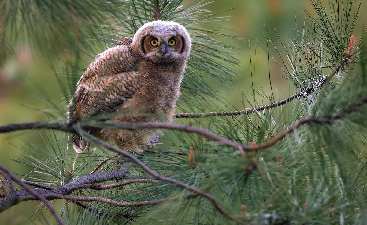 Great Horned Owl - ML618537320
