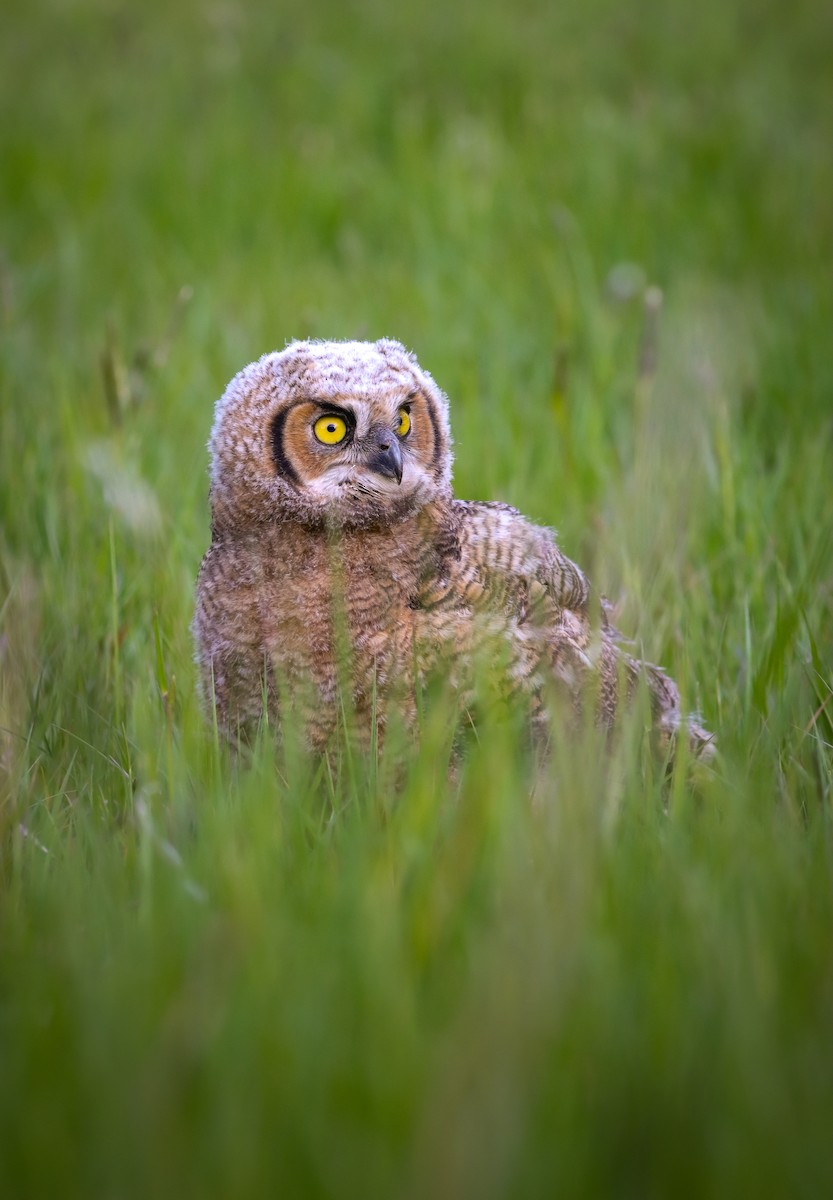 Great Horned Owl - ML618537321