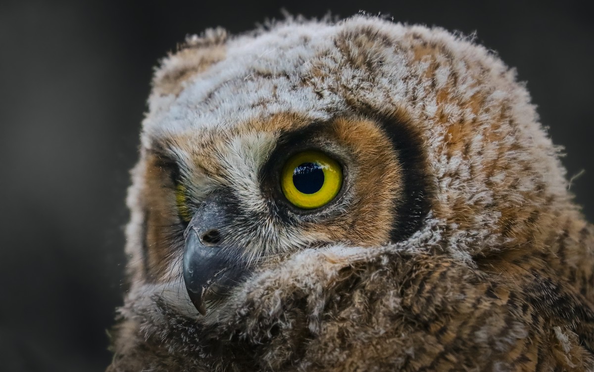 Great Horned Owl - ML618537322