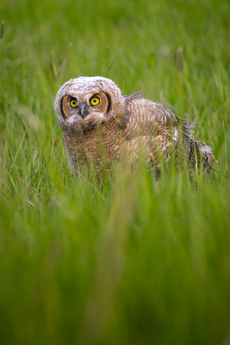 Great Horned Owl - ML618537323