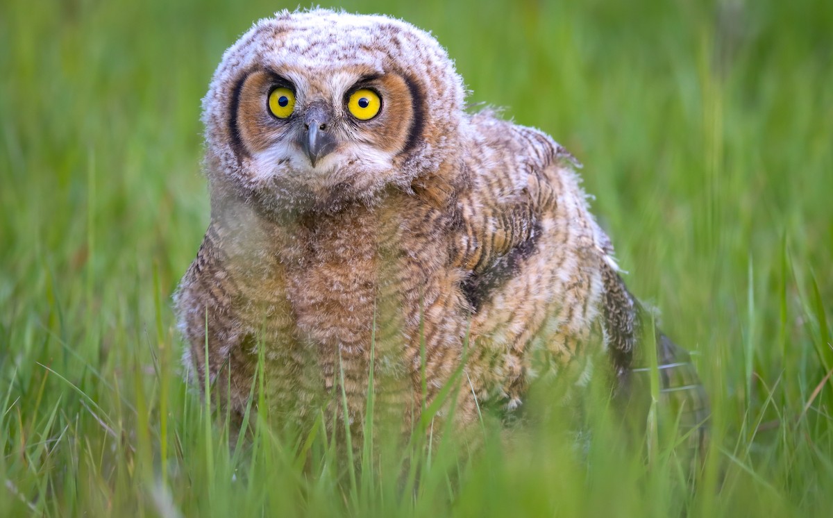 Great Horned Owl - ML618537324