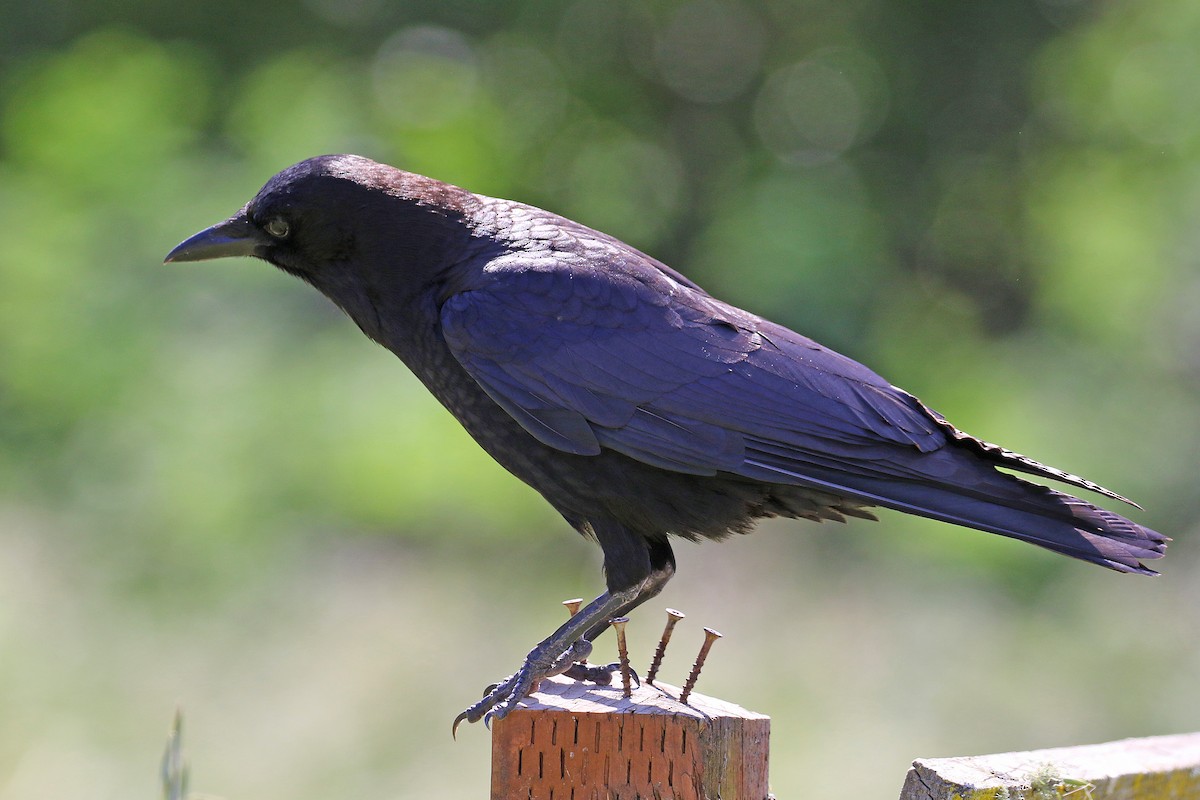American Crow - ML618537346