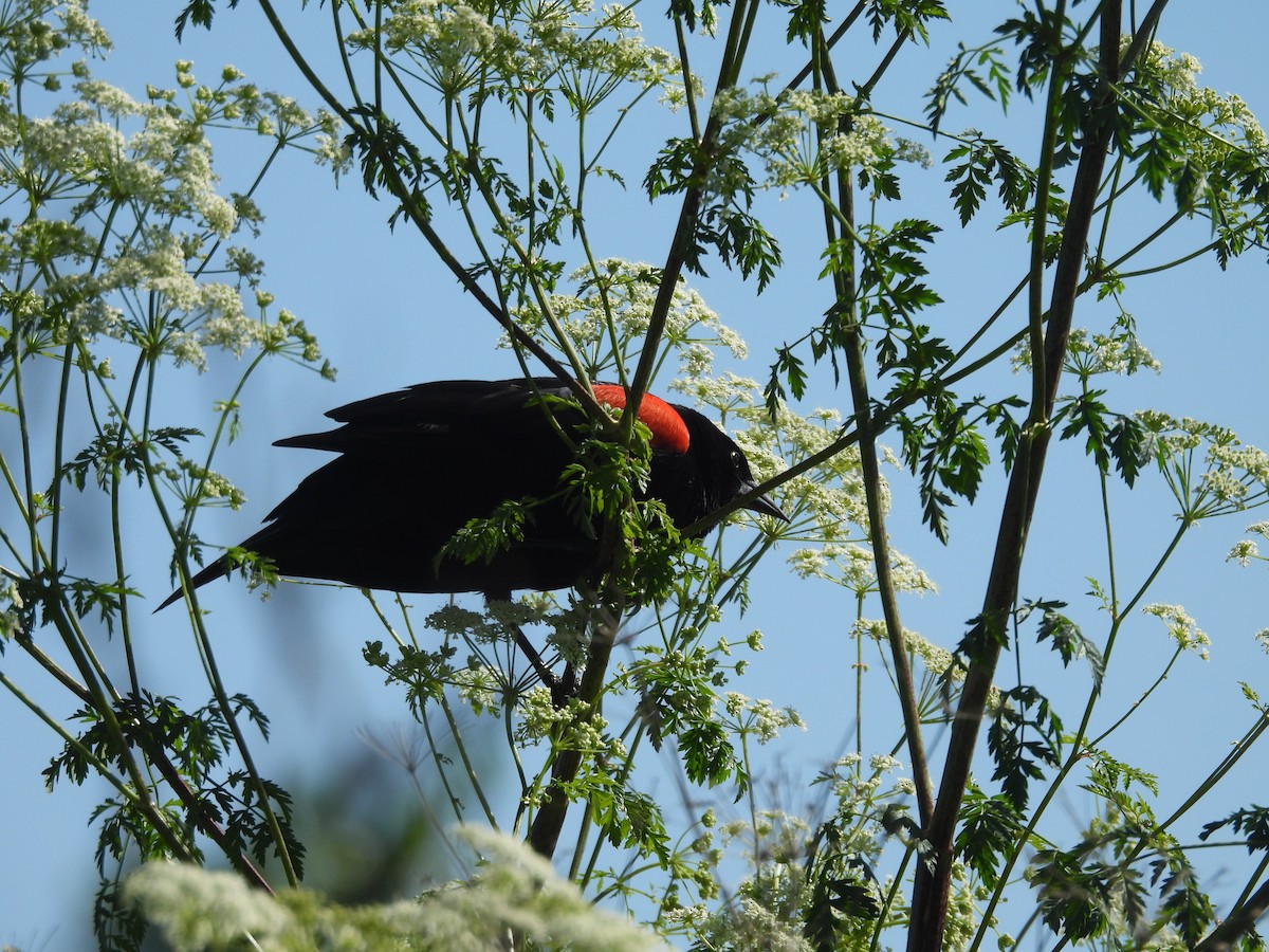 Red-winged Blackbird - Carolyn Willcox