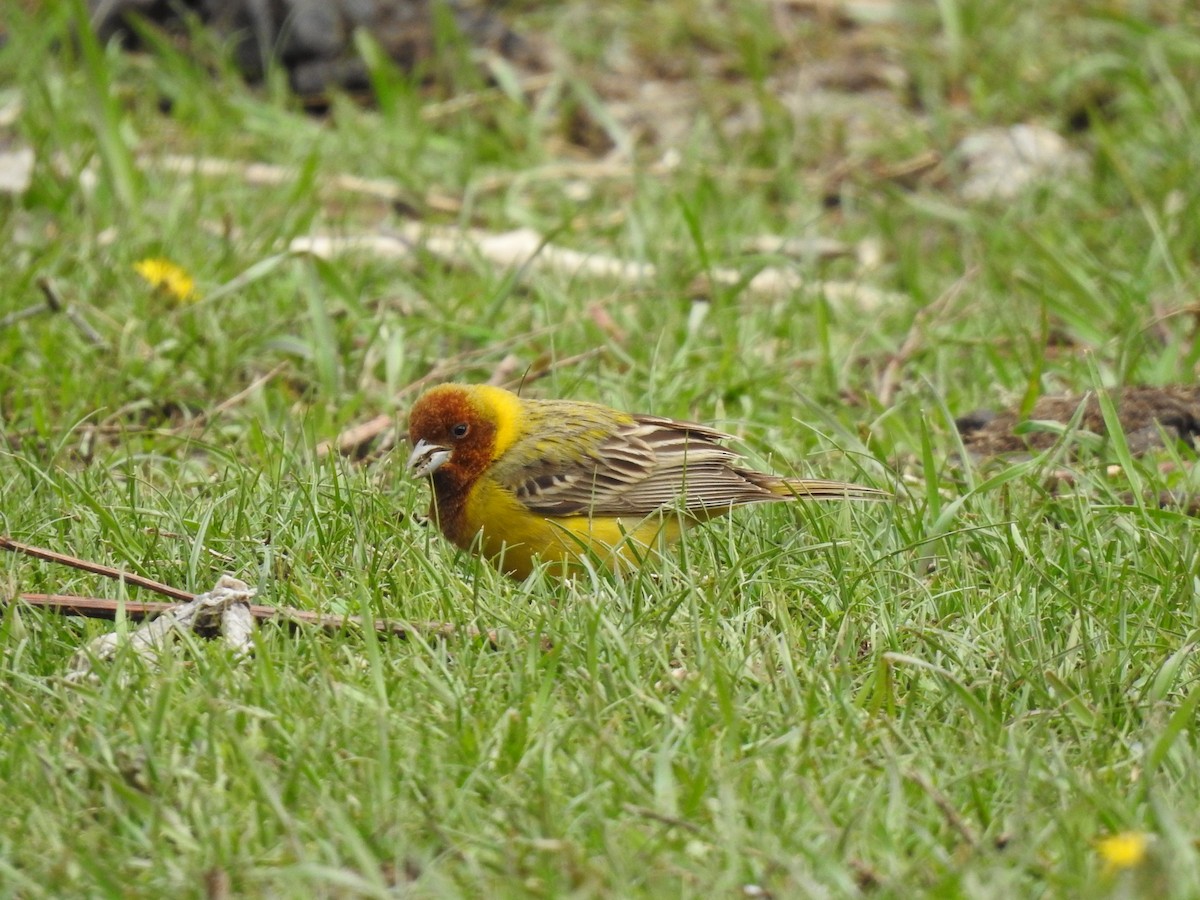 Red-headed Bunting - ML618537367