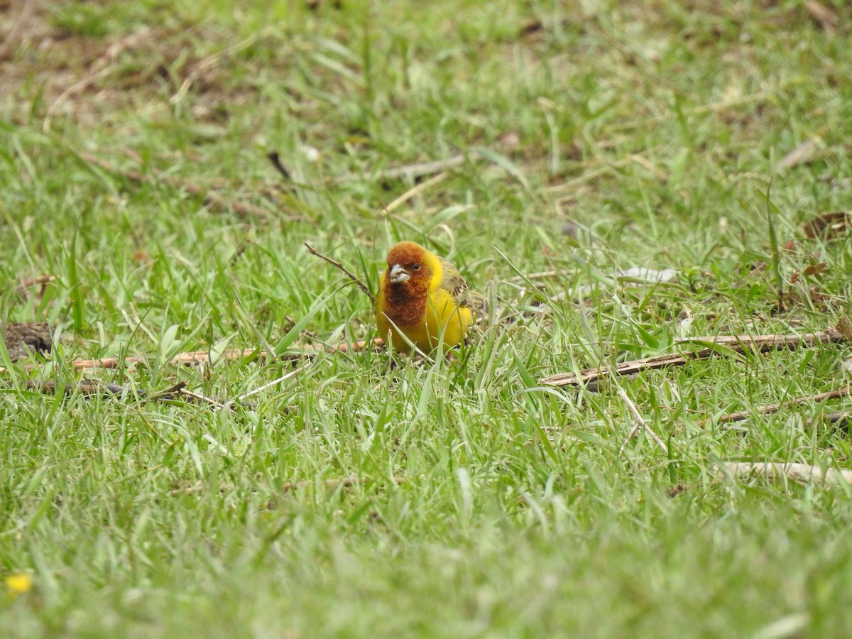 Red-headed Bunting - ML618537368