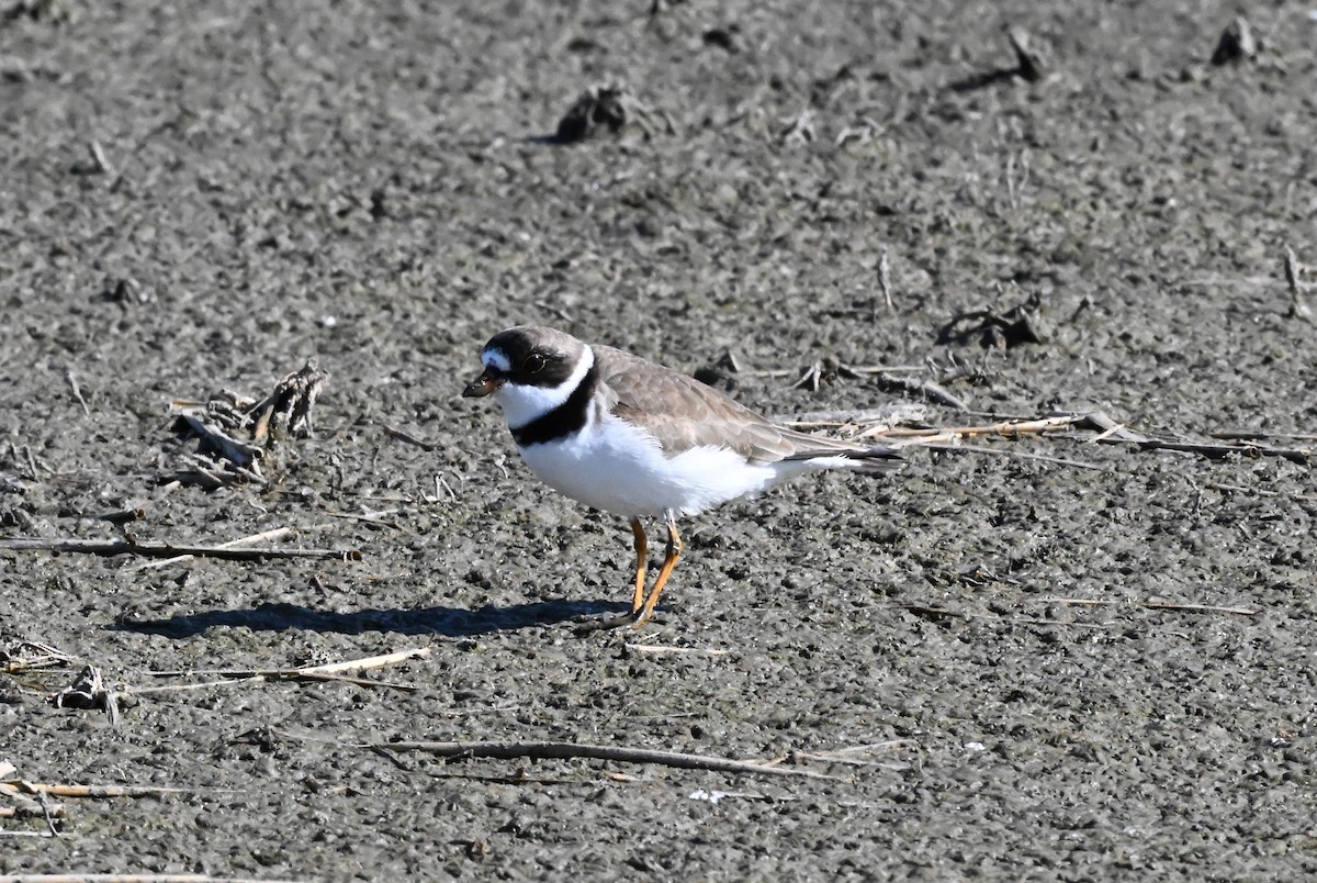 Semipalmated Plover - ML618537371