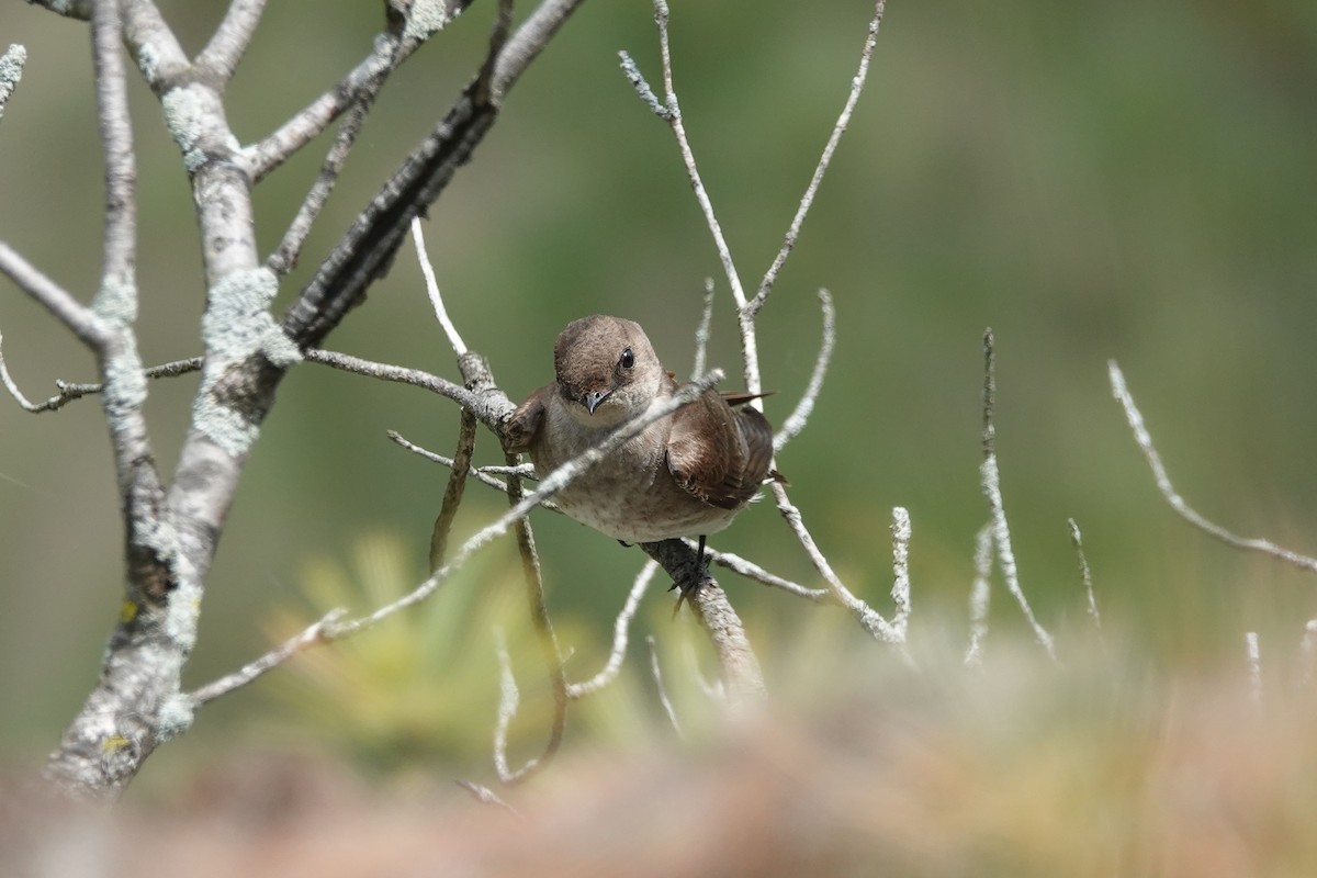 Northern Rough-winged Swallow - ML618537377