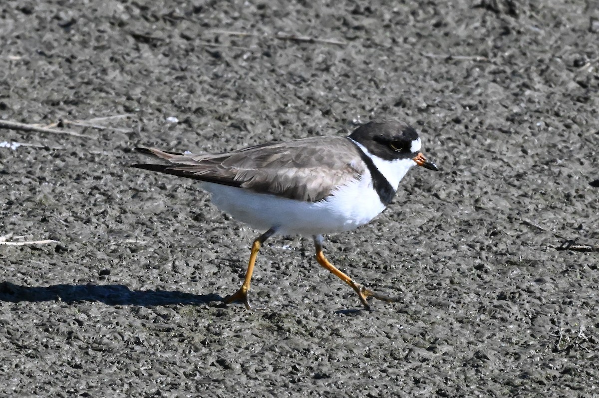 Semipalmated Plover - Ann Kohlhaas
