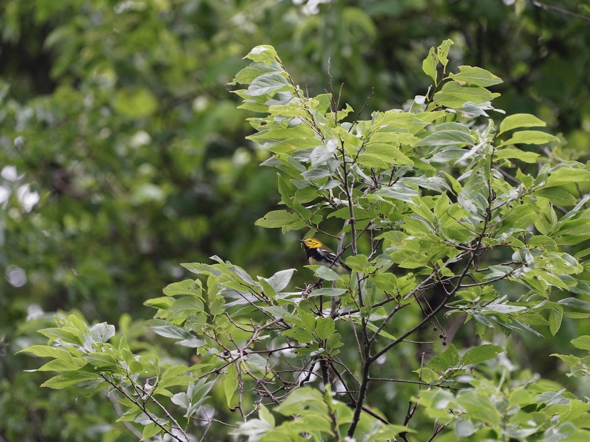 Magnolia Warbler - ML618537385