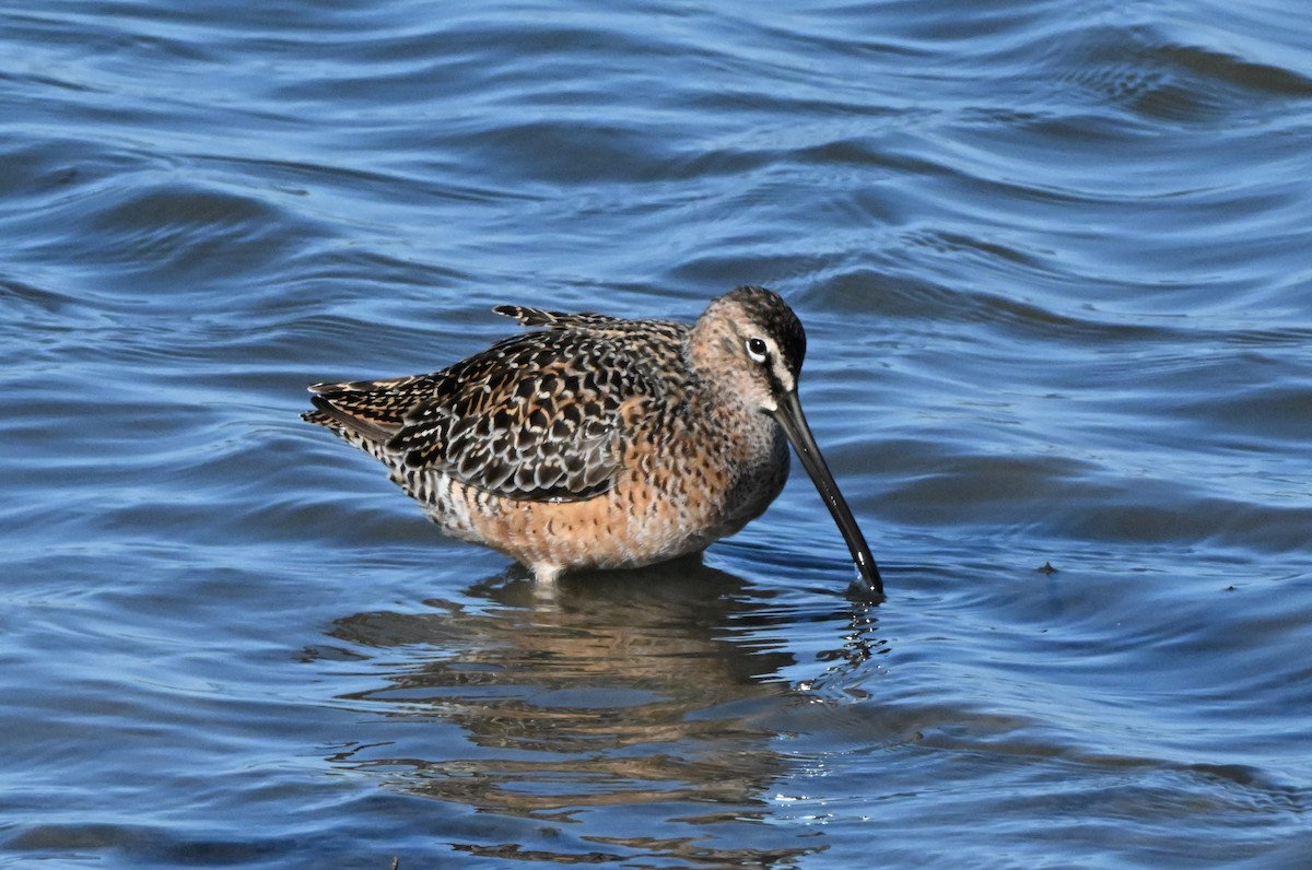 Long-billed Dowitcher - ML618537388