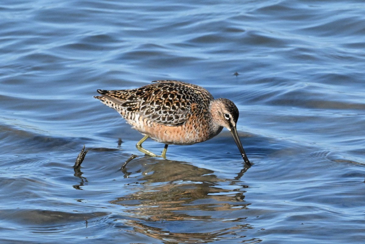 Long-billed Dowitcher - ML618537389