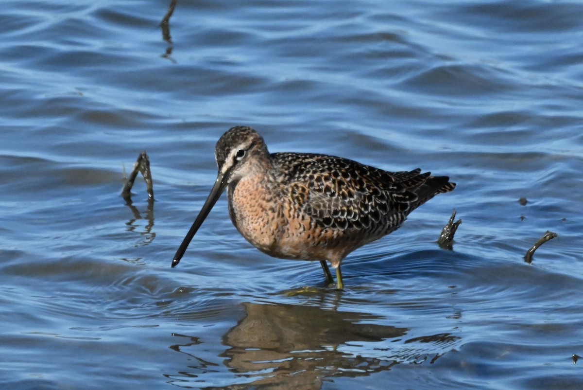 Long-billed Dowitcher - ML618537393