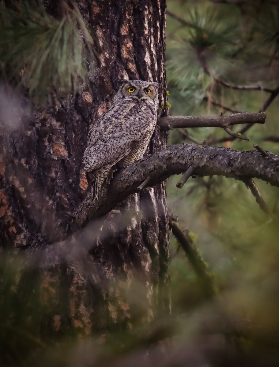 Great Horned Owl - ML618537440