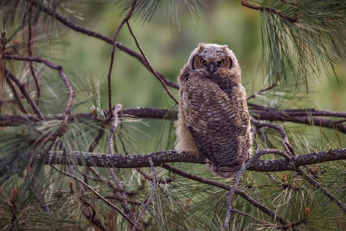 Great Horned Owl - ML618537443