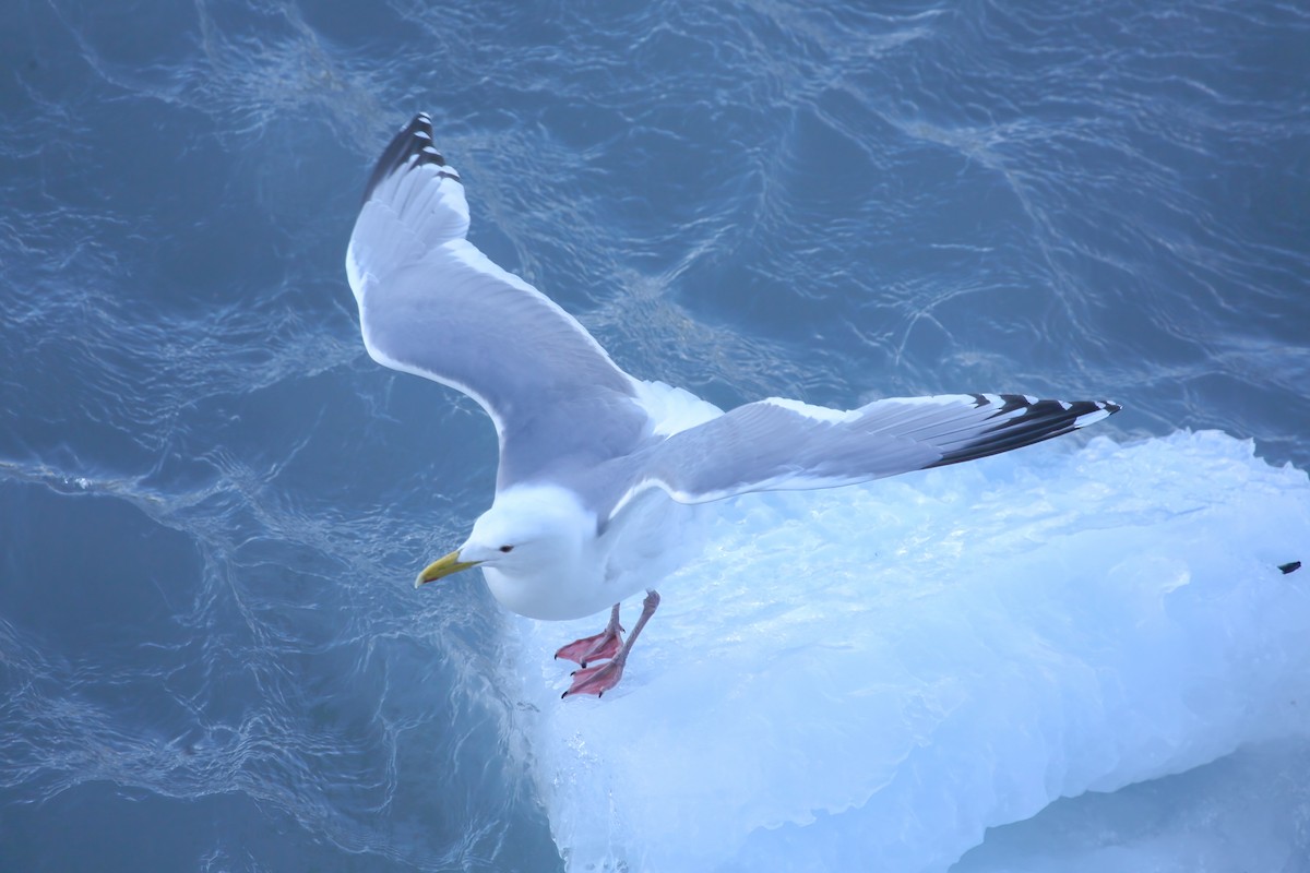 Herring x Glaucous-winged Gull (hybrid) - ML618537444