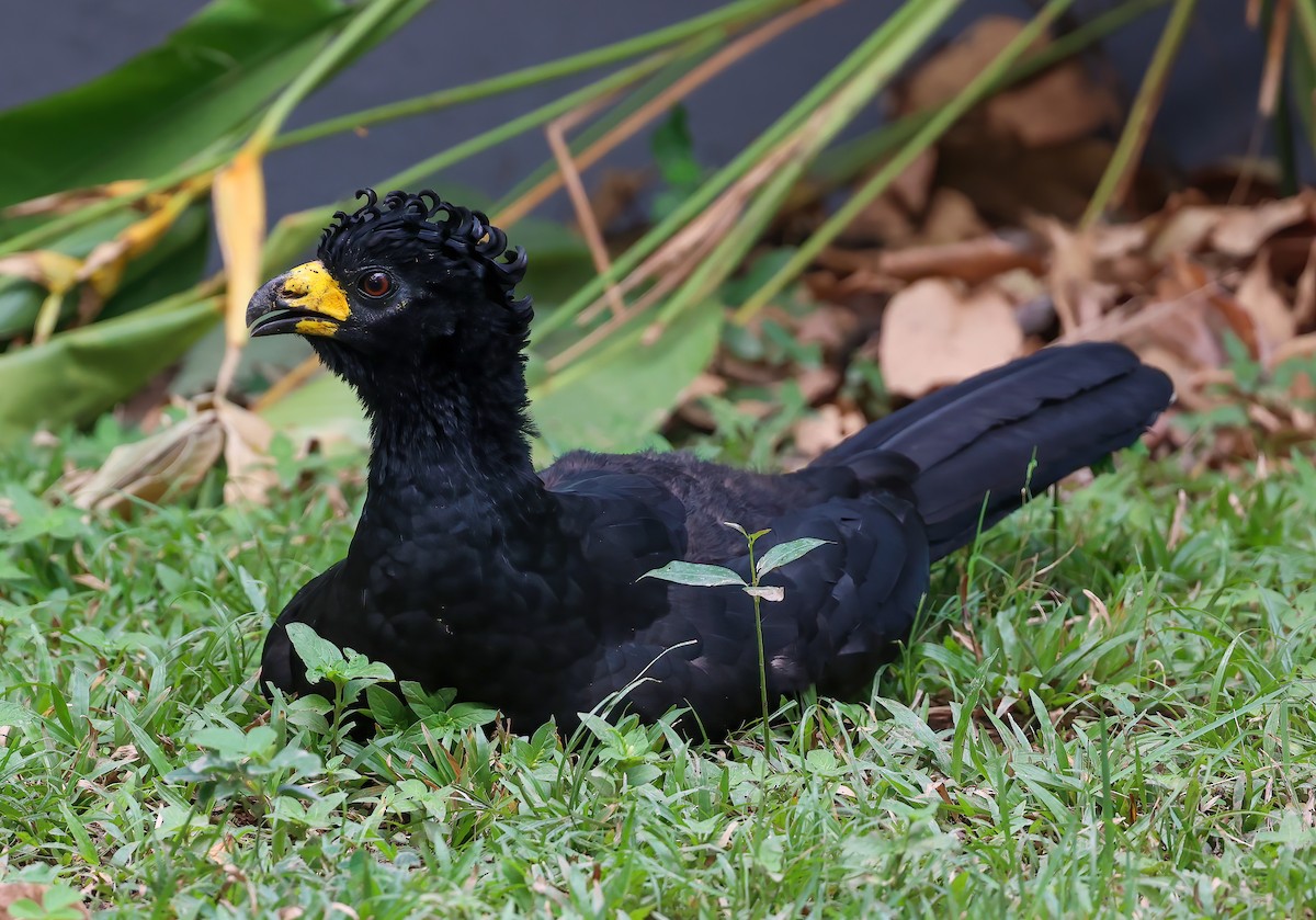 Bare-faced Curassow - ML618537458