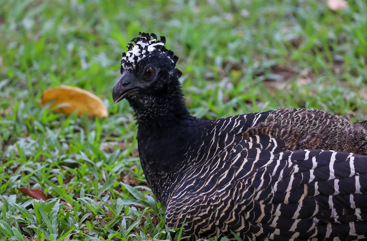 Bare-faced Curassow - ML618537459