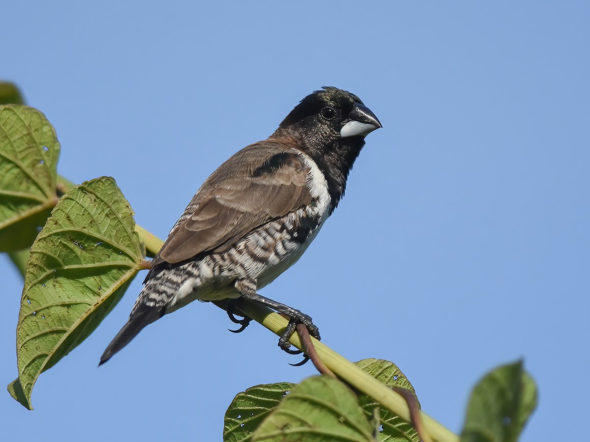 Bronze Mannikin - Spermestes cucullata - Birds of the World, image size:1200x900