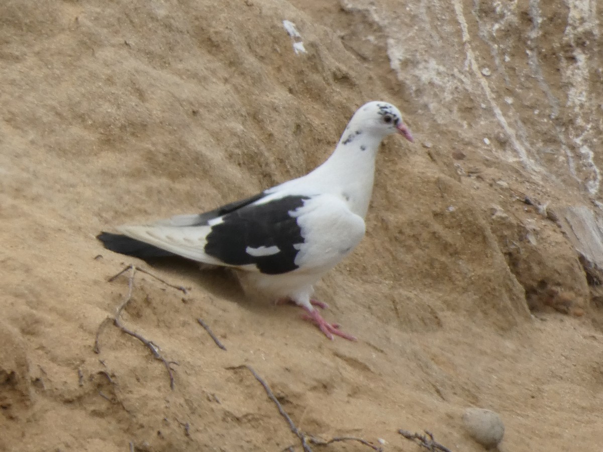 Rock Pigeon (Feral Pigeon) - ML618537481