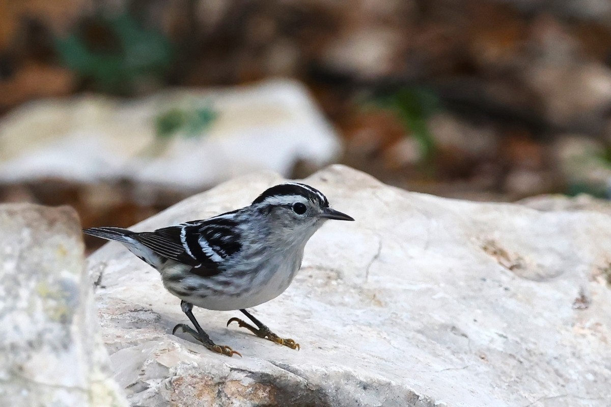 Black-and-white Warbler - ML618537492