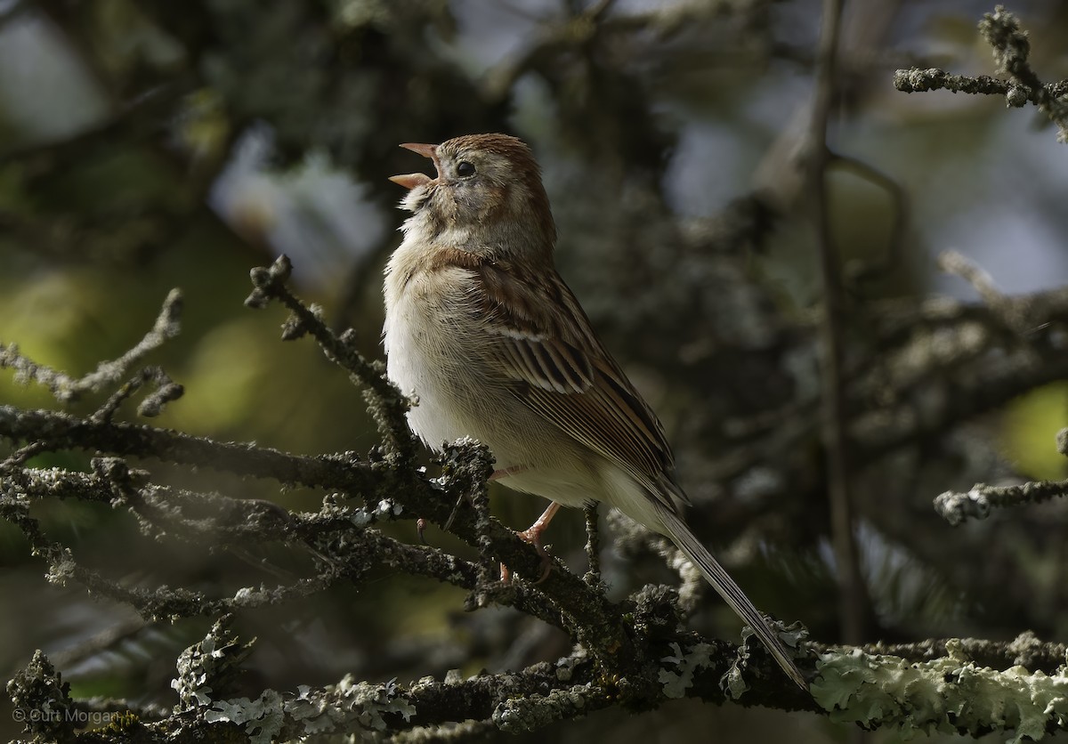 Field Sparrow - ML618537499